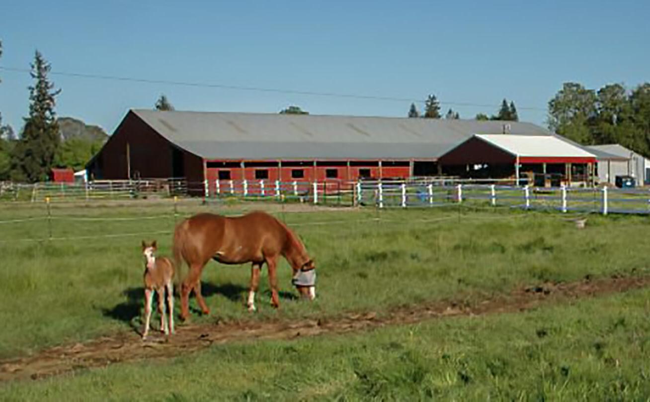 Horse and foal